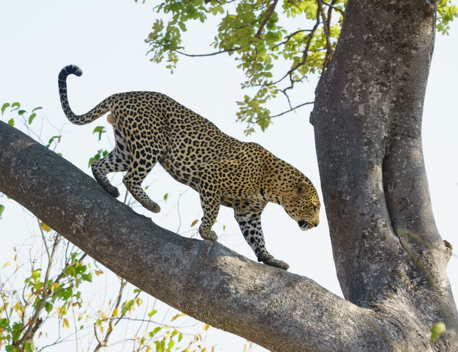 Leopard, Moremi Game Reserve, Botswana